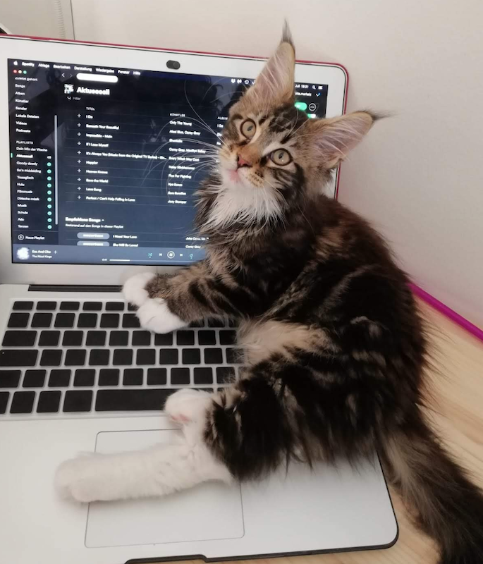 eine kleine Katze liegt auf einem Laptop mit Spotify auf dem Bildschirm